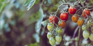 pomodoro-orto-codiferro-