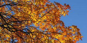 autunno-lavori-giardinaggio-codiferro