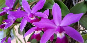 orchidea-libro-codiferro-blog