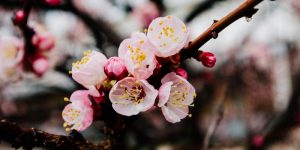 aprile-fioriture-codiferro-blog