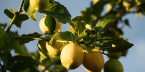 limone-utilizzo-codiferro