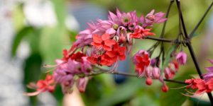 progetto-giardino-urbano-codiferro