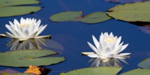 giardino-acquatico-piante-ninfee