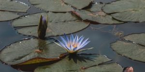 ninfa-codiferro-blog