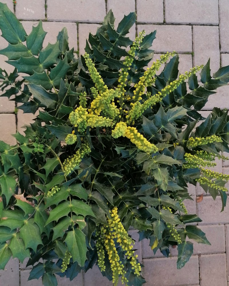 mahonia-charity-codiferro-firenze