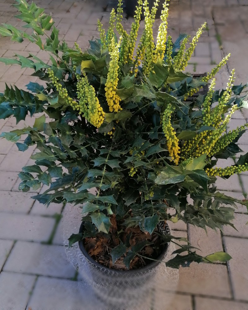 mahonia-x-media-charity-codiferro