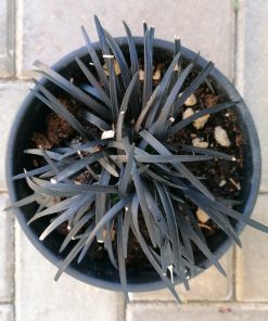 ophiopogon-convallaria-nigrens-codiferro