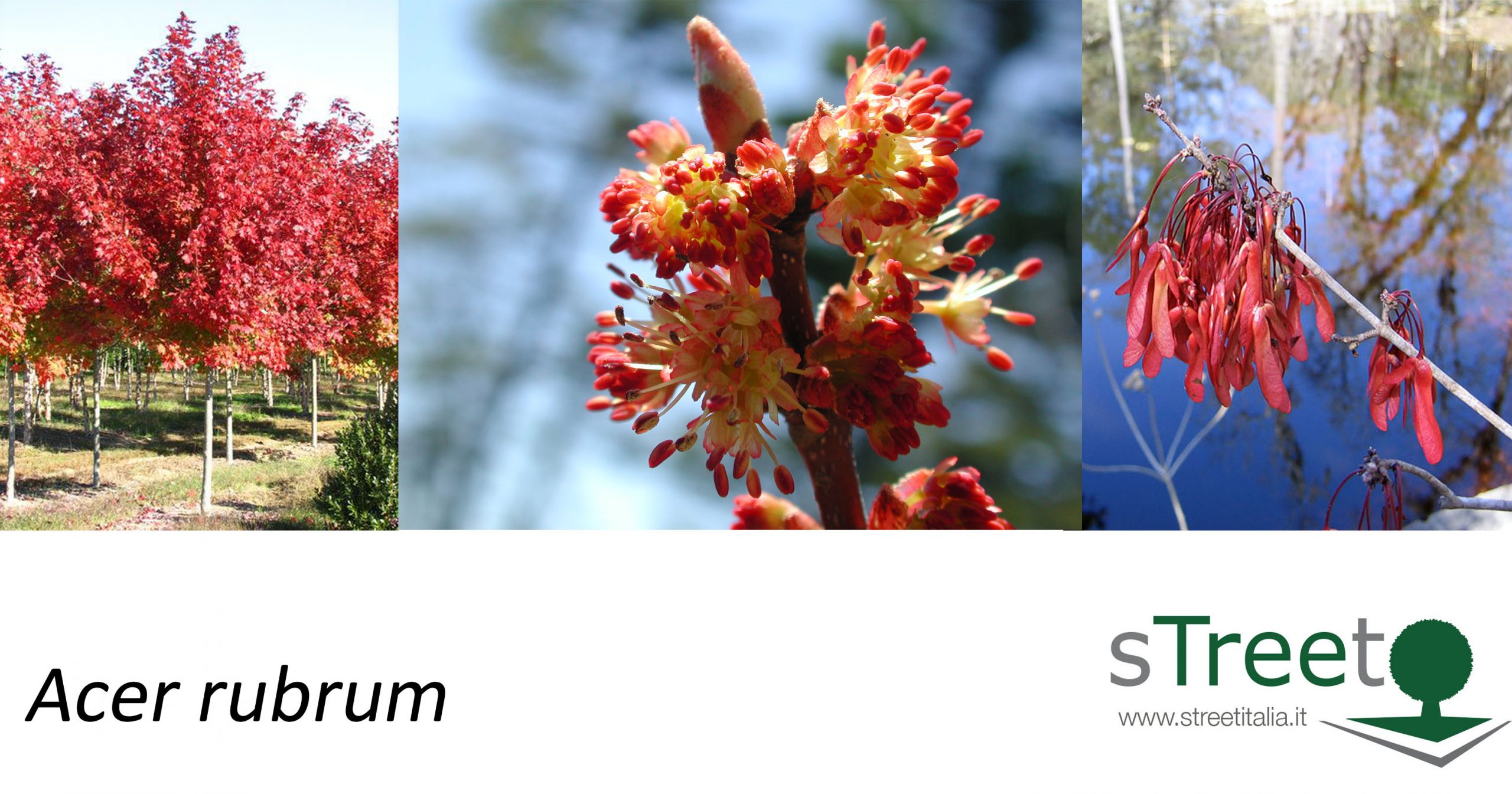 Acer rubrum