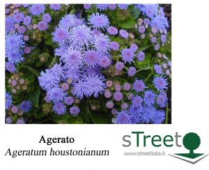 Agerato