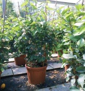 Limoni in vaso