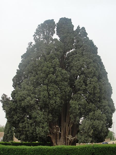 Cipresso-di-4000-anni-Iran