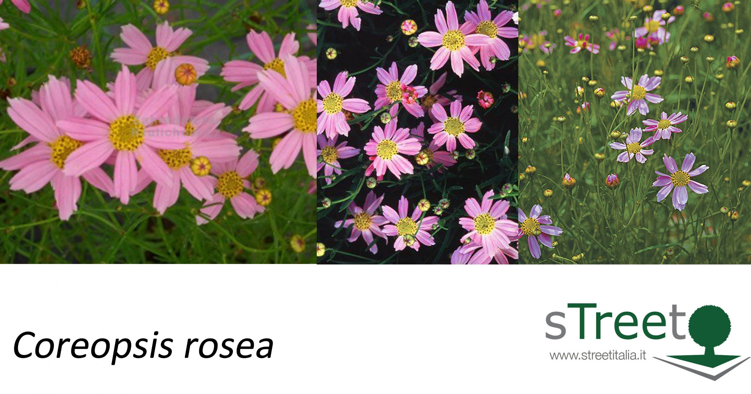 Coreopsis-rosea