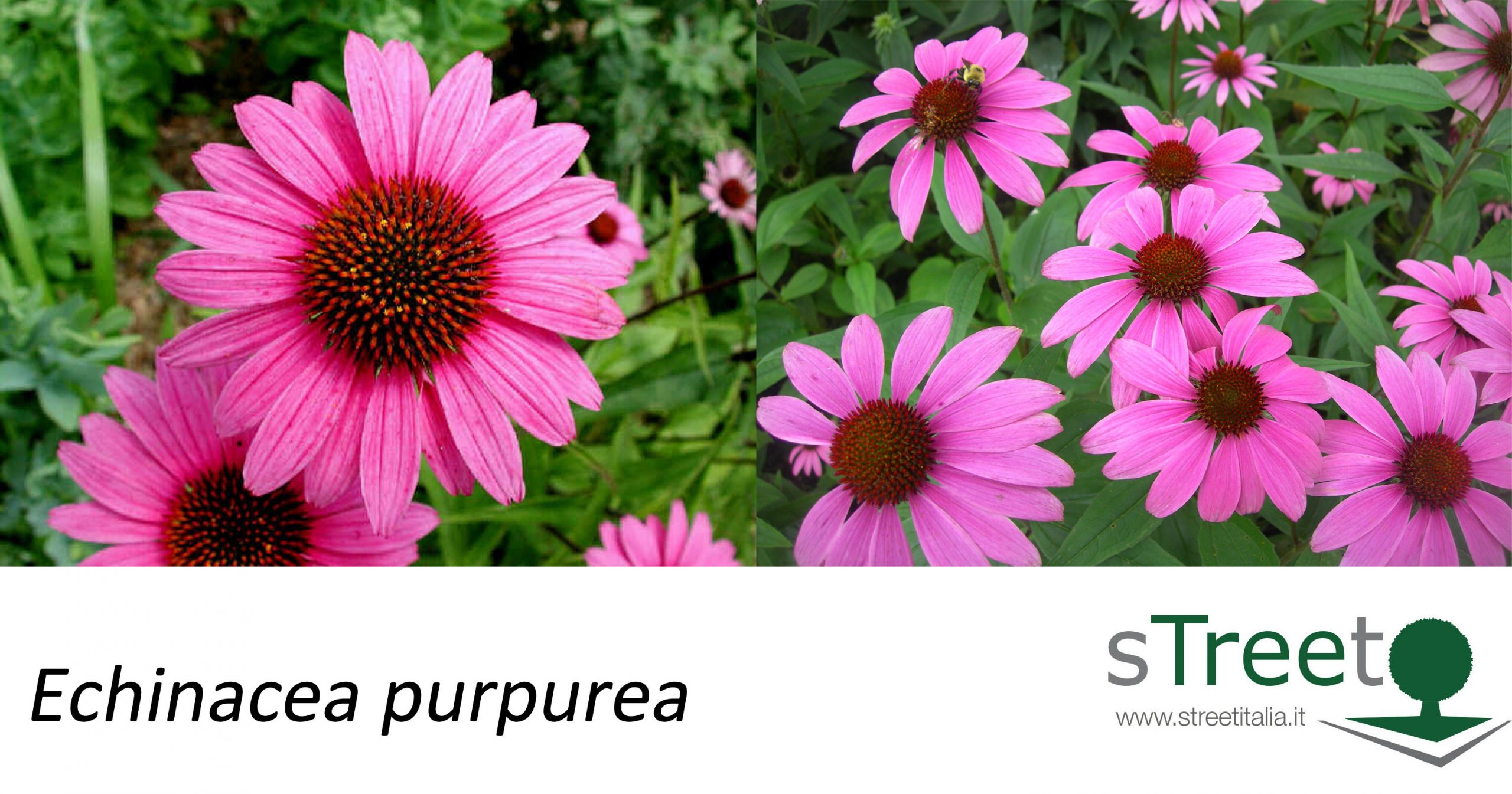 echinacea purpurea