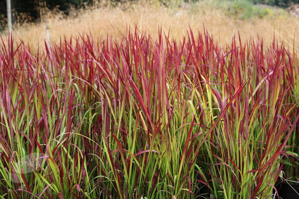 Imperata-cylindrica-Rubra