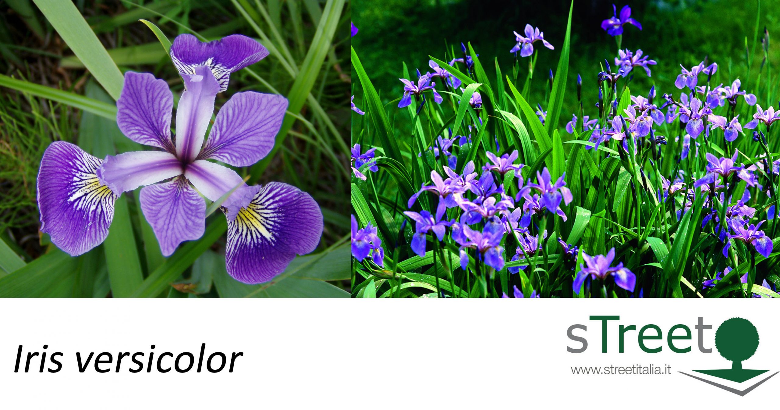 Iris-versicolor