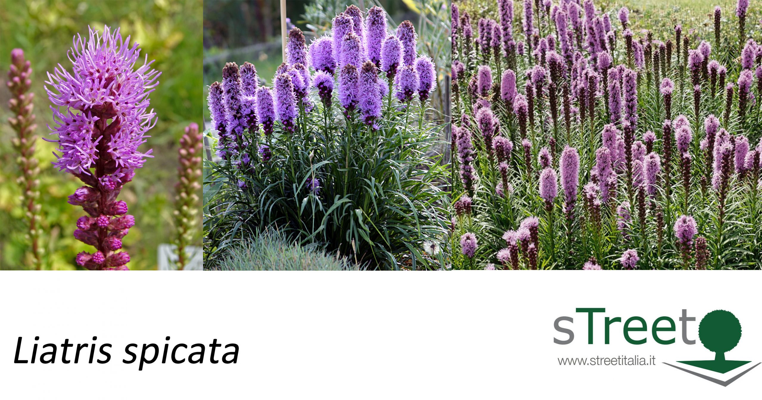 Liatris spicata