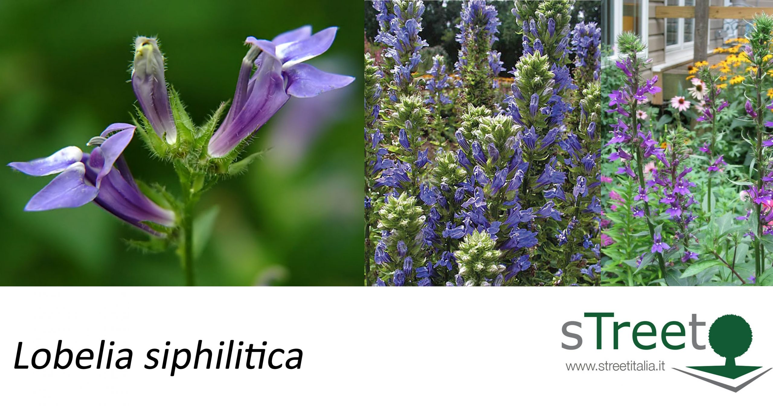 Lobelia-siphilitica