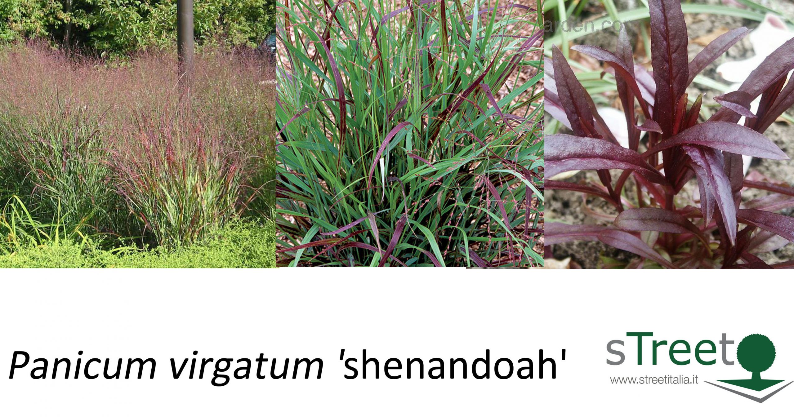 Panicum virgatum shenandoah