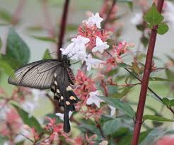 abelia