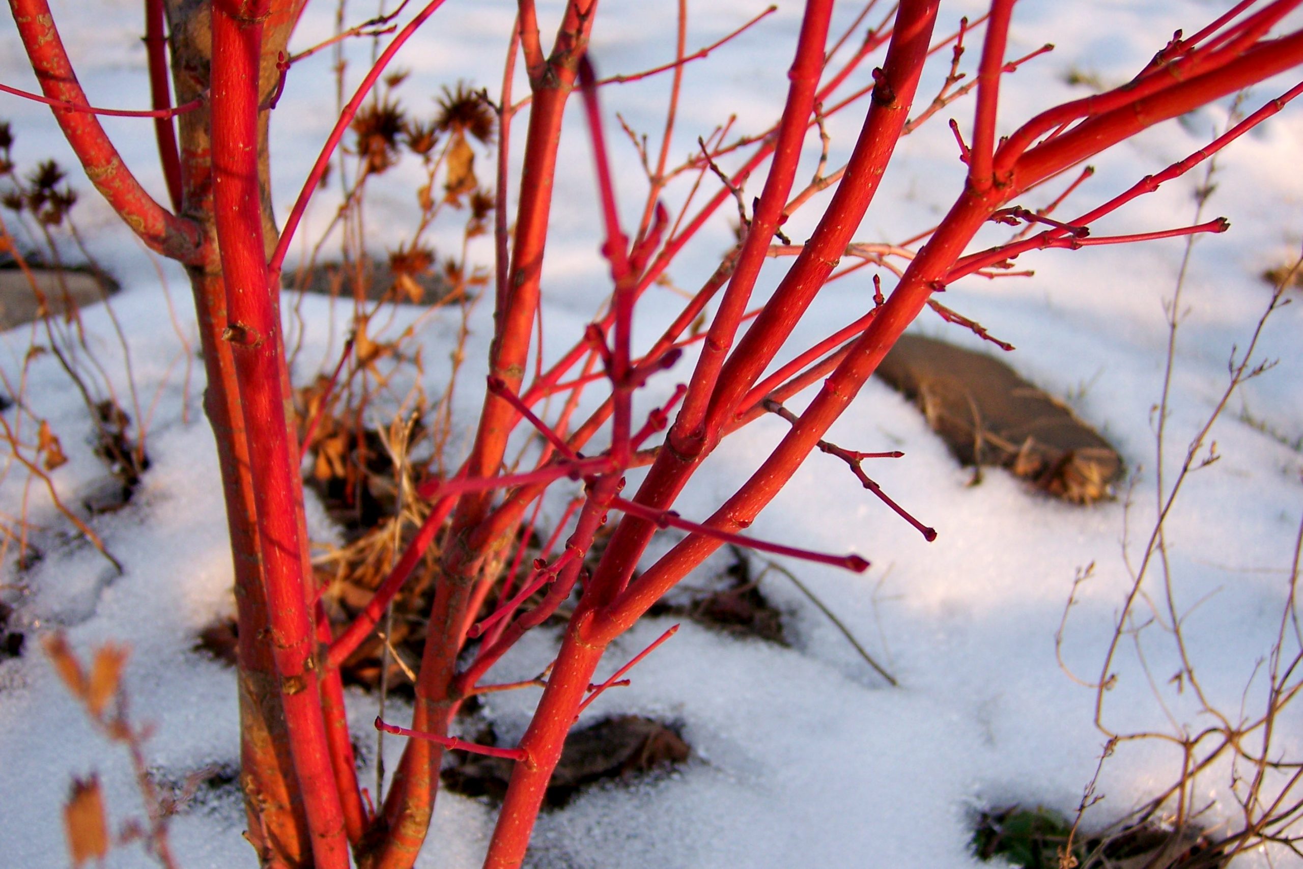 acer-palmatum-per-giardini-invernali
