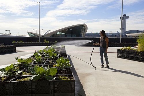 agricoltura-urbana-in-aeroporto