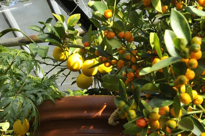 Agrumi in vaso indoor
