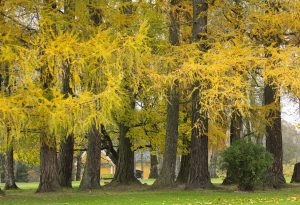 larice-autunno