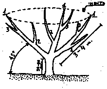 alberi-da-frutto-2