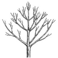alberi-da-frutto-3