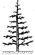 alberi-da-frutto