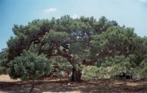 alberi-monumentali-1
