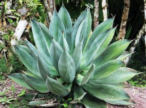 aloe vera 2