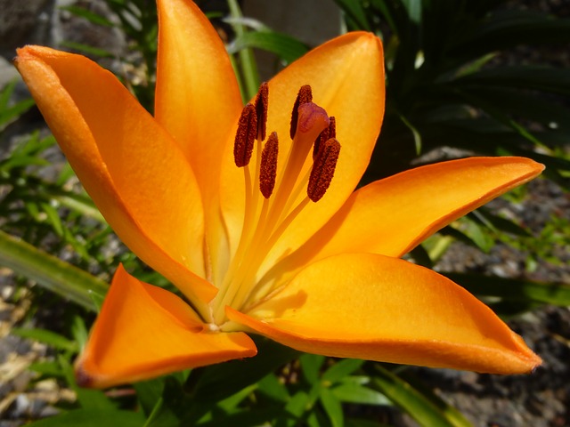 amarillis