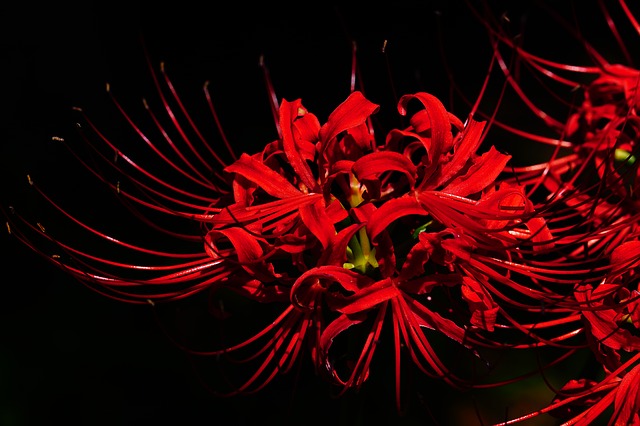 amaryllis-2