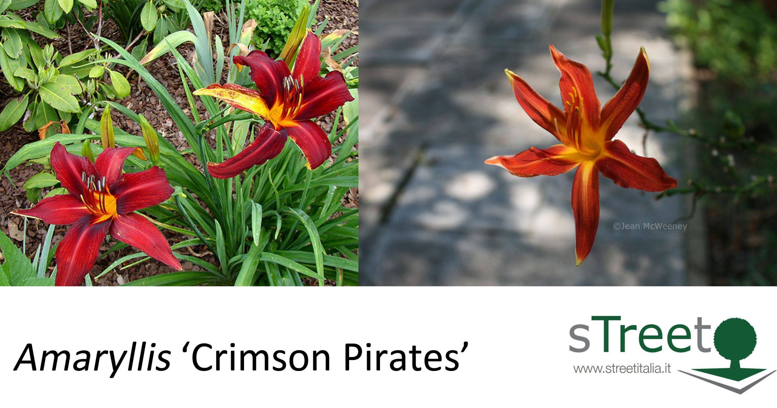 amaryllis Crimson Pirates
