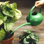 annaffiare le piante in vaso