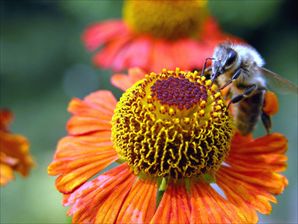 ape posata su fiore di zinnia