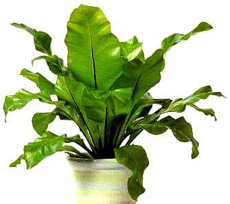 asplenium nidus felce