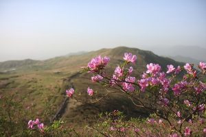 azalea-2