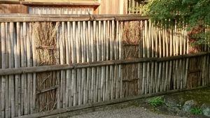 bambu pianta