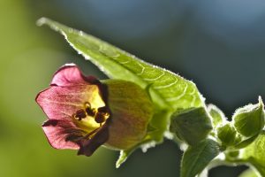 belladonna-2