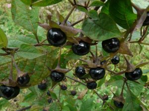 belladonna-3