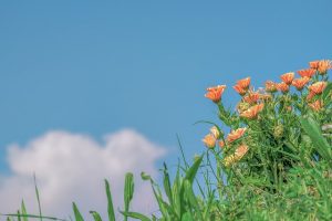 calendula