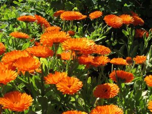calendula