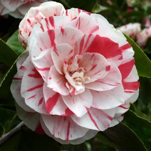 camelia