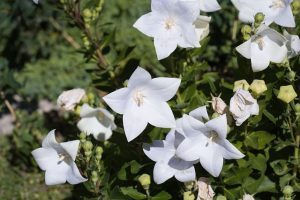 campanula-2