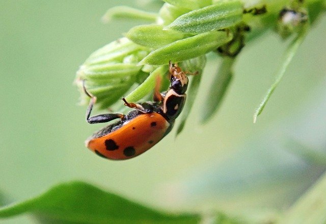 coccinelle