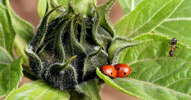 coccinelle