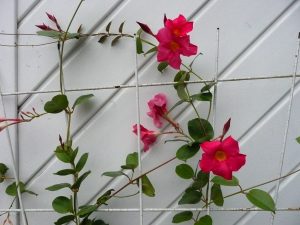 dipladenia-2