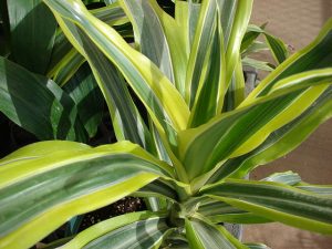 dracena-fragrans